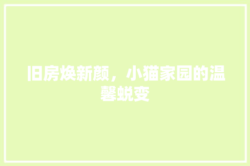 旧房焕新颜，小猫家园的温馨蜕变 墙体维修