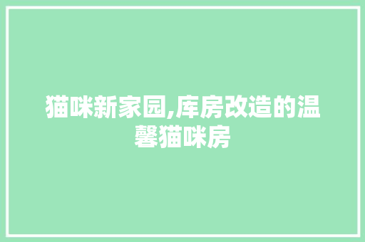 猫咪新家园,库房改造的温馨猫咪房