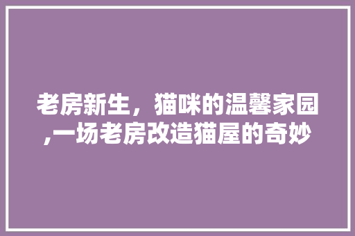老房新生，猫咪的温馨家园,一场老房改造猫屋的奇妙之旅