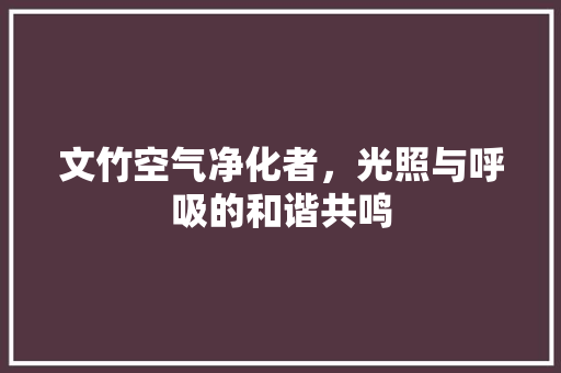 文竹空气净化者，光照与呼吸的和谐共鸣