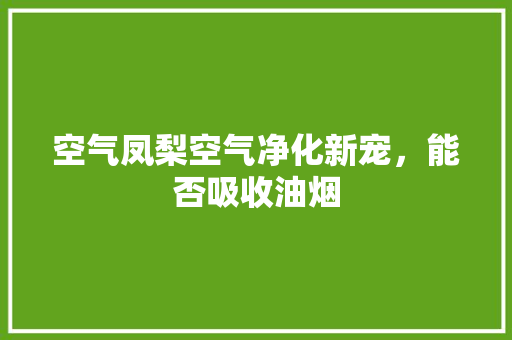 空气凤梨空气净化新宠，能否吸收油烟