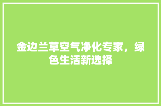 金边兰草空气净化专家，绿色生活新选择