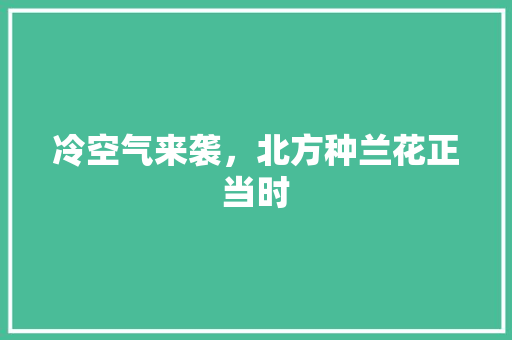 冷空气来袭，北方种兰花正当时