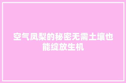 空气凤梨的秘密无需土壤也能绽放生机