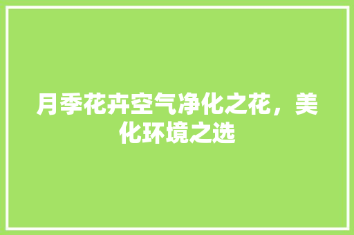 月季花卉空气净化之花，美化环境之选