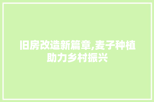 旧房改造新篇章,麦子种植助力乡村振兴 汽车维修