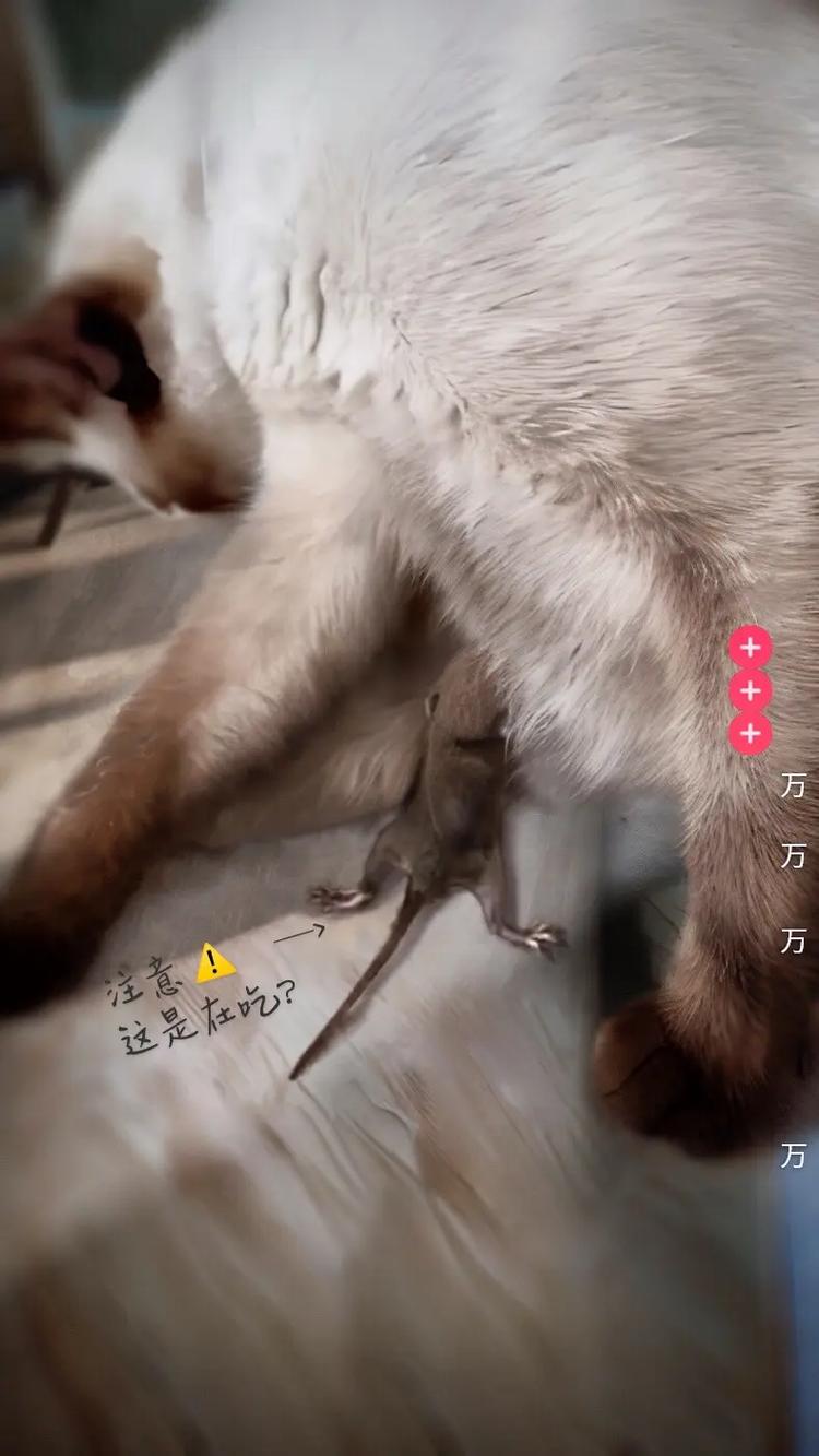 介绍猫咪吸空气的奥秘,真的存在吗_小猫能吸空气吗