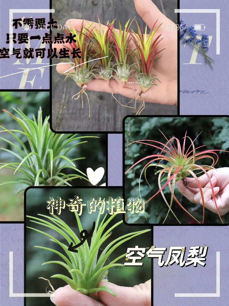 介绍空气凤梨,养护方法与寿命介绍_空气凤梨能养多久